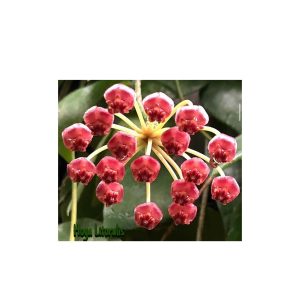 Hoya litoralis  ( rooted cutting )