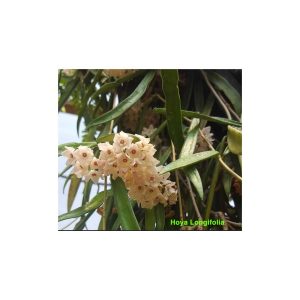Hoya longifolia  ( rooted cutting )