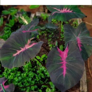 Colocasia lovely pink