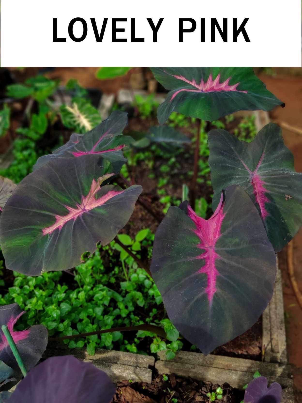 Colocasia lovely pink