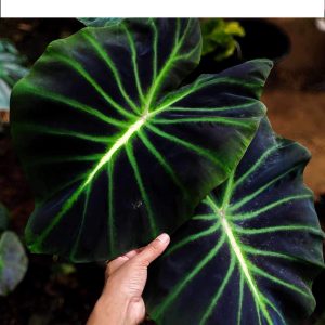 Colocasia luminova