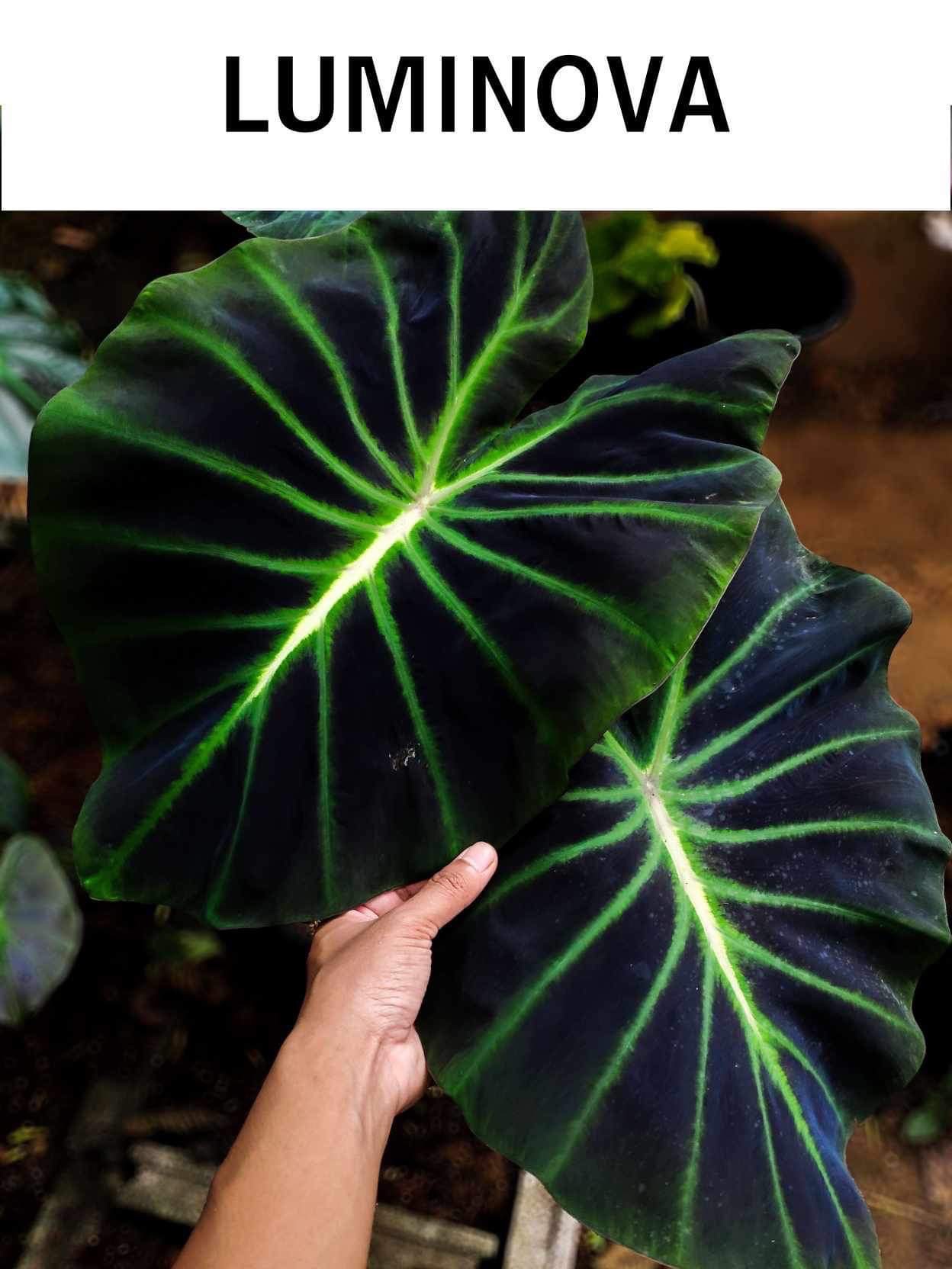 Colocasia luminova