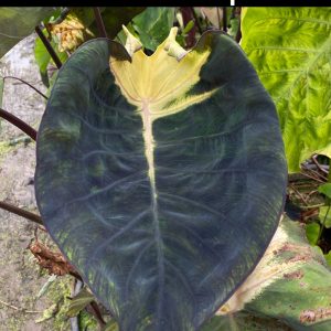 Colocasia luner eclipse