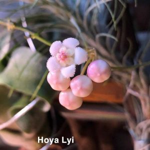 Hoya lyi  ( rooted cutting )