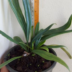 Microsorum thailandicum
