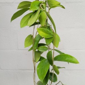 Hoya mindorensis yellow (large)