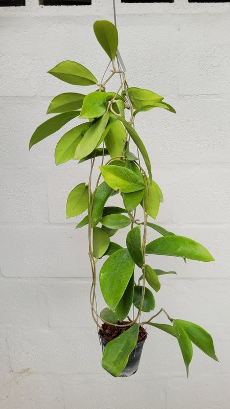Hoya mindorensis yellow (large)