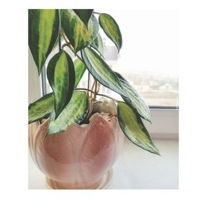 Hoya macrophylla variegata  ( rooted cutting )