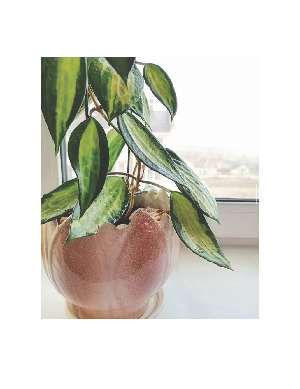 Hoya macrophylla variegata ( rooted cutting )