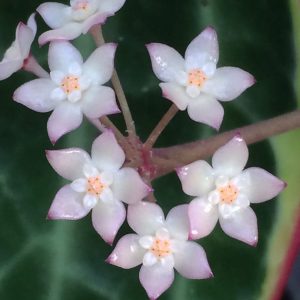Hoya macrophylla albomarginata  ( rooted cutting )