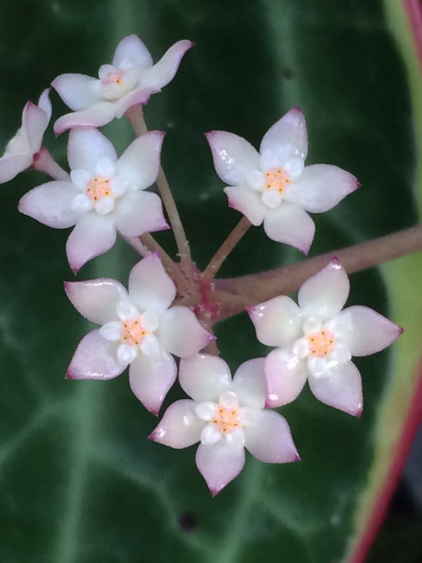 Hoya macrophylla albomarginata ( rooted cutting )