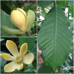 Magnolia liliifera