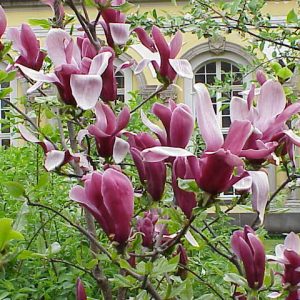 Magnolia liliiflora