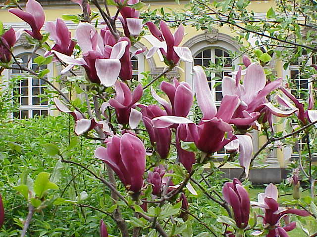 Magnolia liliiflora