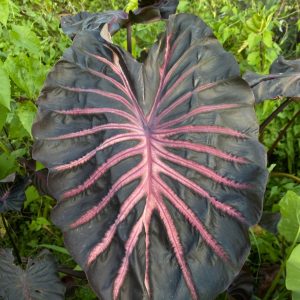 Colocasia maleficent
