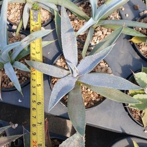 Mangave 'Silver Fox'