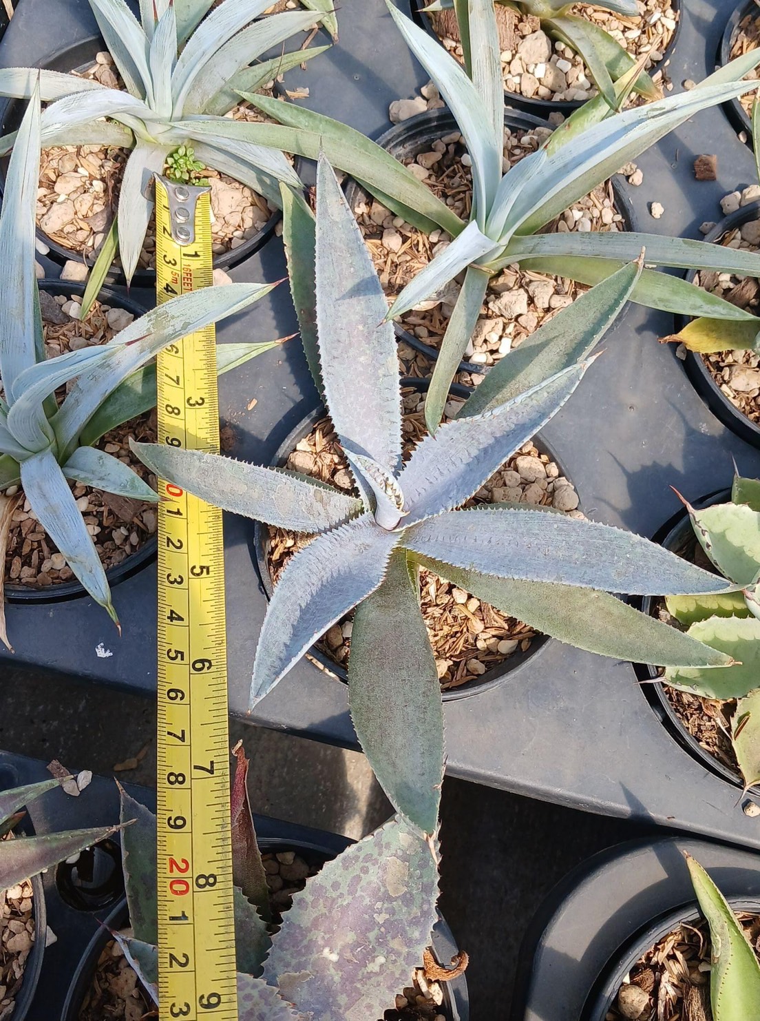 Mangave 'Silver Fox'