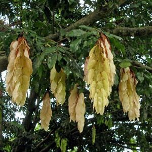Maniltoa grandiflora