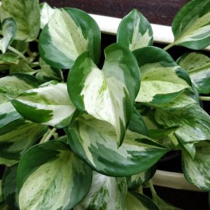 Pothos manjula