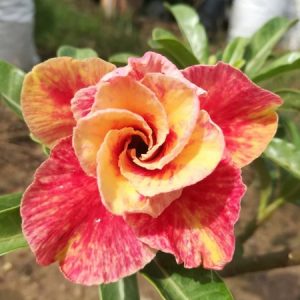 Adenium mannakan