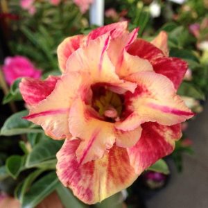 Adenium maree
