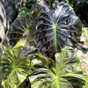 Colocasia mary the night