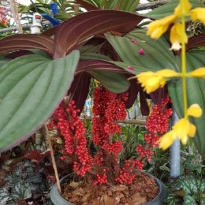 Medinilla var Gregori Hambali