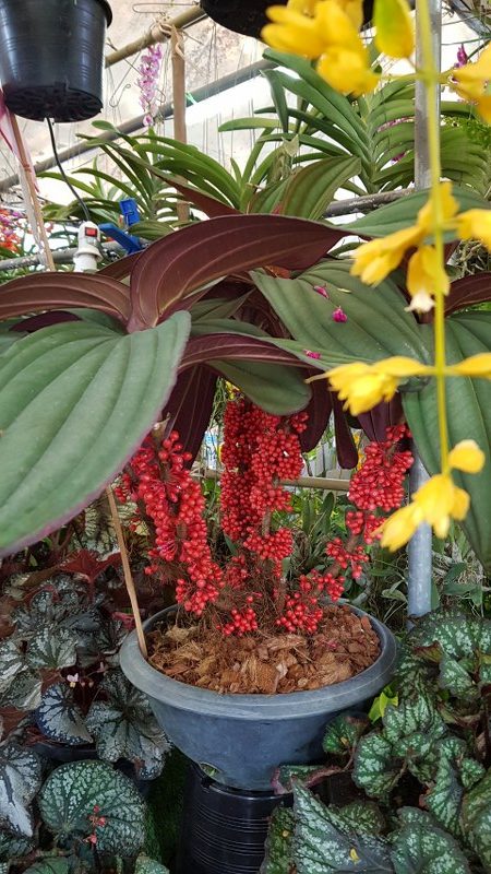 Medinilla var Gregori Hambali