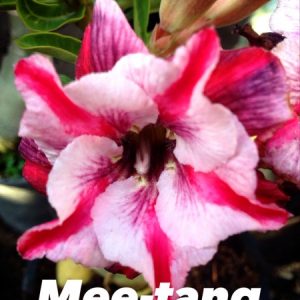 Adenium mee tang