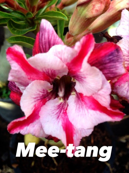 Adenium mee tang