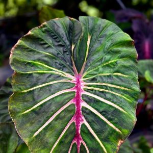 Colocasia megamaser