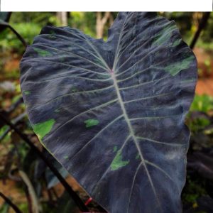 Colocasia mercury