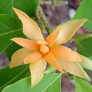 Michelia champaca
