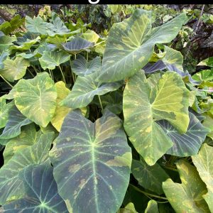Colocasia midnight bride