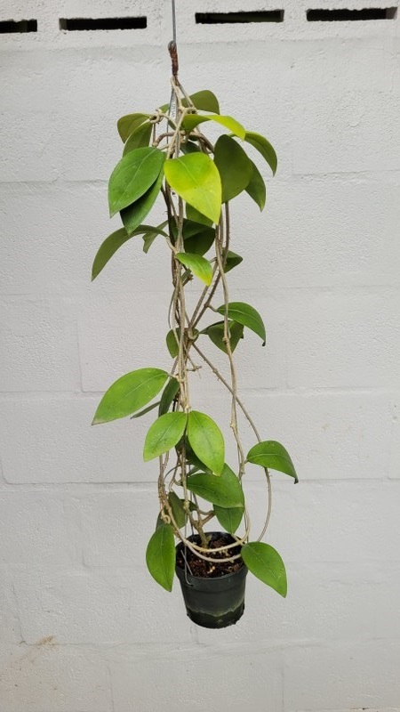 Hoya mindorensis UT043 (large)