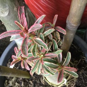 Adenium mini dwarf variegated