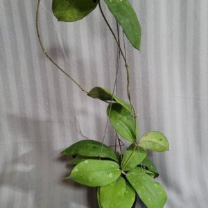 Hoya mitrata (large)