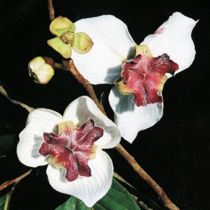 Mitrephora sirikitiae