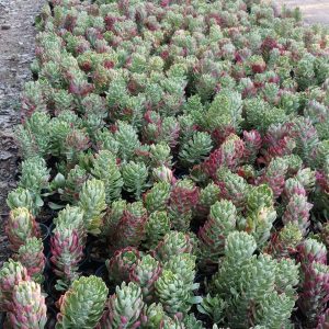 Monadenium stapelioides variegated
