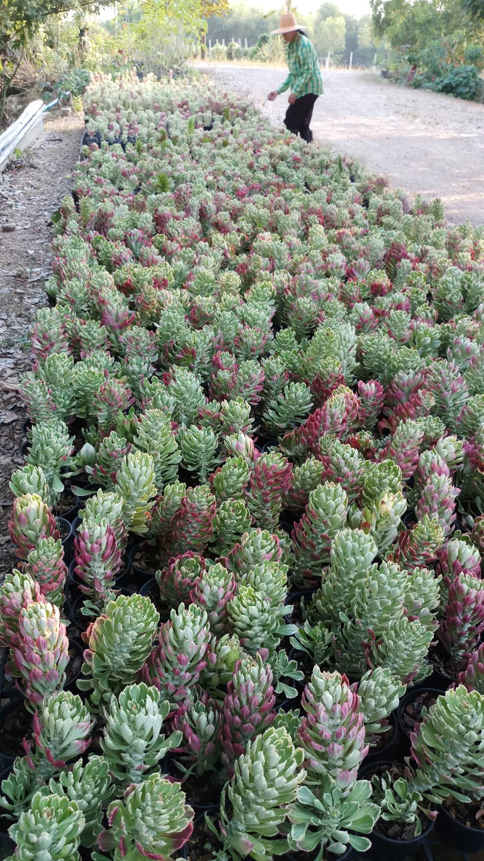 Monadenium stapelioides variegated