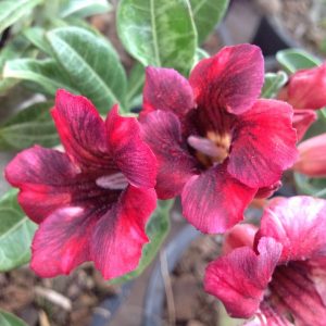 Adenium mangosteen