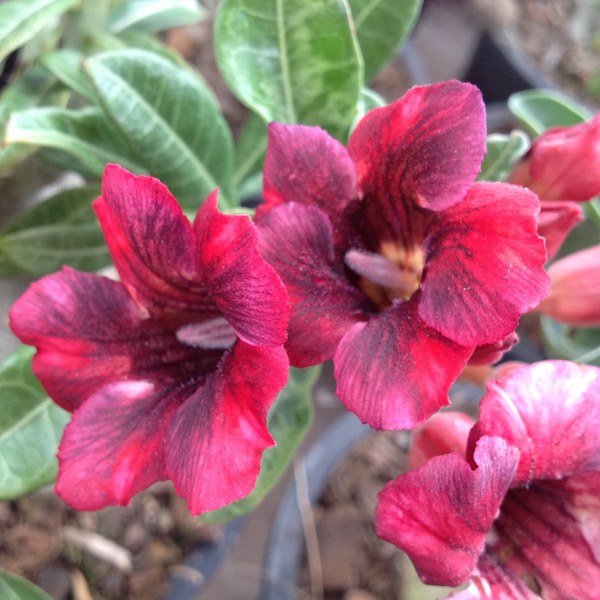 Adenium mangosteen