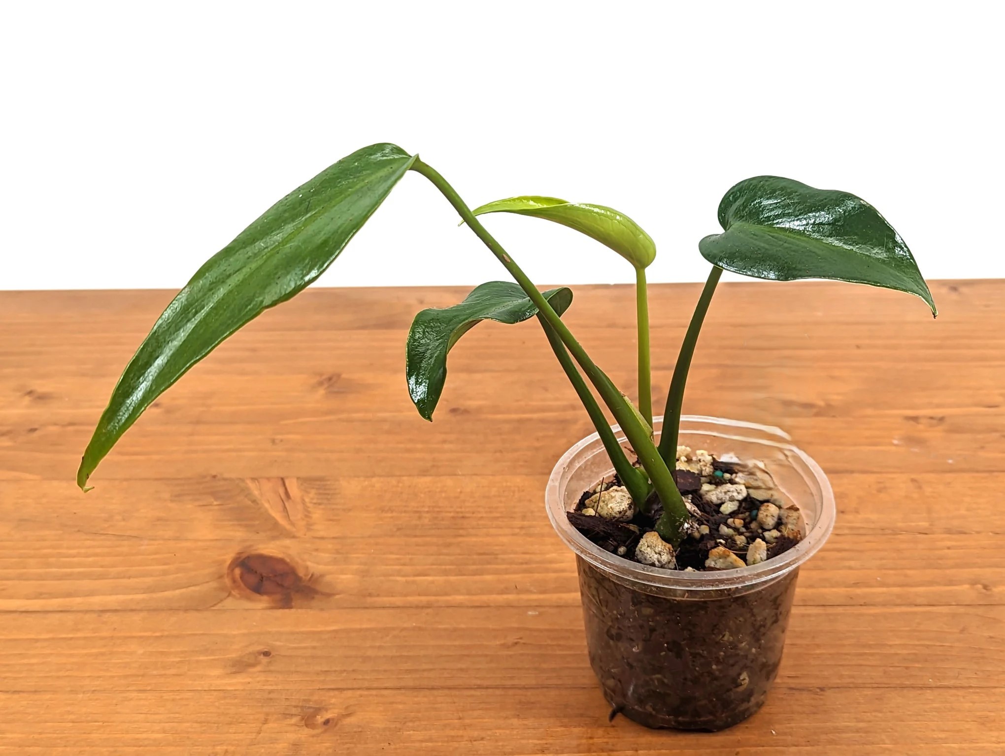 Monstera burle marx Flame - Image 2