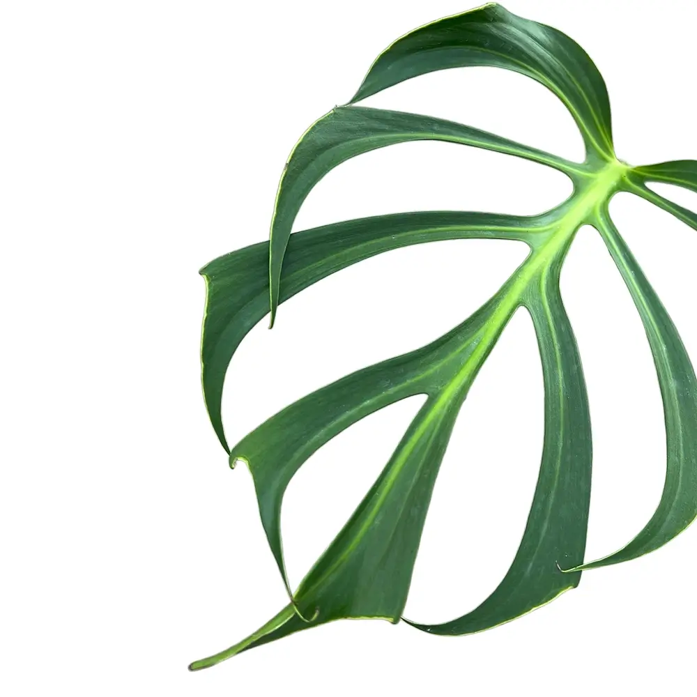Monstera burle marx Flame - Image 3
