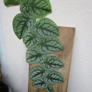 Monstera dubia