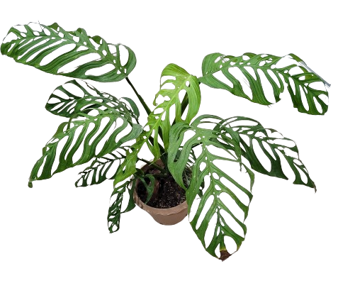 Monstera esqueleto (epipremnioides) - Image 3