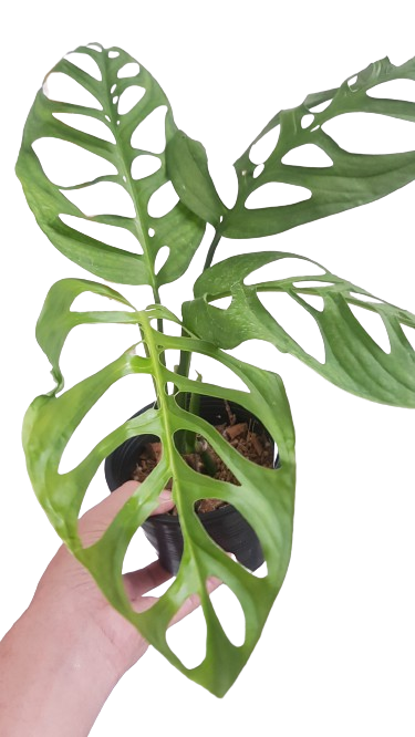 Monstera esqueleto (epipremnioides) - Image 4