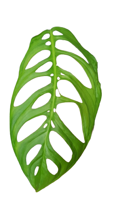 Monstera esqueleto (epipremnioides) - Image 2