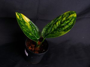 Monstera karstenianum Variegata !!!!!!!!!!!!! - Image 3