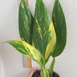 Monstera standleyana yellow variegated